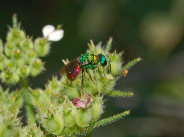 Chrysis inaequalis e Hedychrum rutilans (Chrysididae)